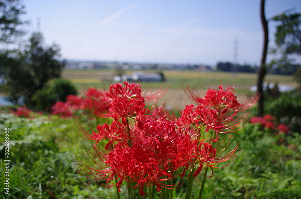 彼岸花 彼岸花