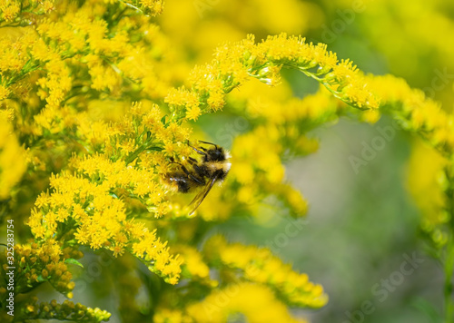 bumblebee collects flower nectar of goldenrod
