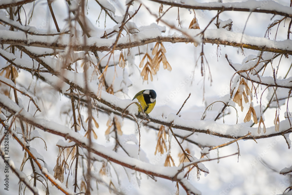 Titmouse on a snowy winter day Titmouse on a snowy winter day