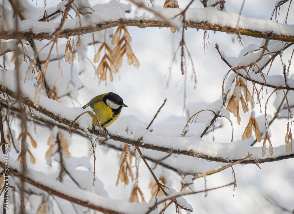 Naklejka premium Titmouse on a snowy winter day