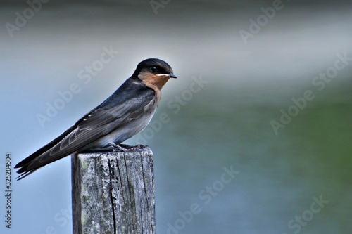A welcome swallow, a small fast-flying bird, at Australia Garden in the Cranbourne Royal Botanic Gardens photo