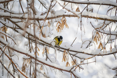 Titmouse on a snowy winter day © Grigoriy Lukyanov