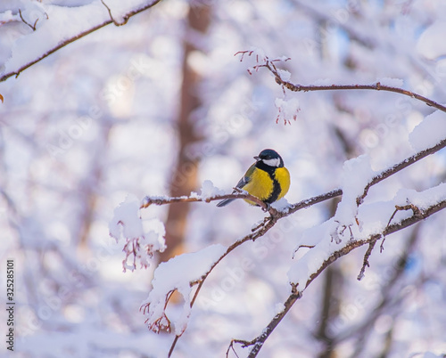 Titmouse on a snowy winter day