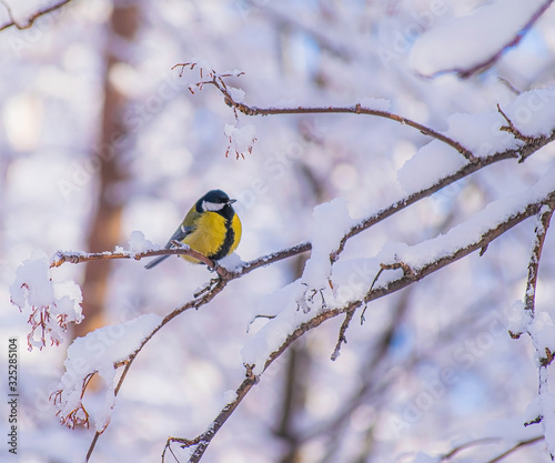 Titmouse on a snowy winter day © Grigoriy Lukyanov