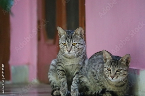 two cat resting on surface of home in Jaipur