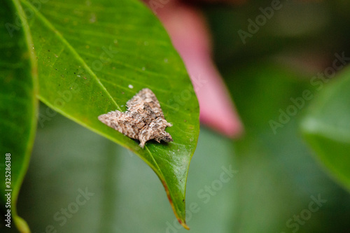 Apple Looper Moth male on a leaf