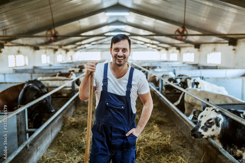 Smiling caucasian farmer in overalls leaning on hay fork and holding hand in pocket. Stable interior. All around are calves.