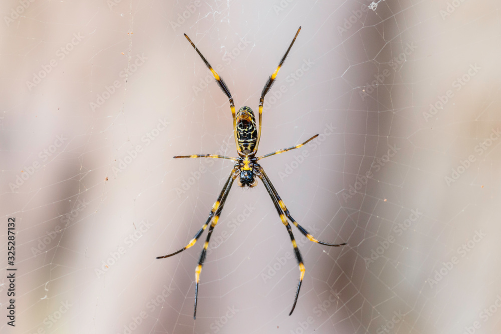 Underside view of a Golden Orb Weaver spider in its web Stock Photo ...