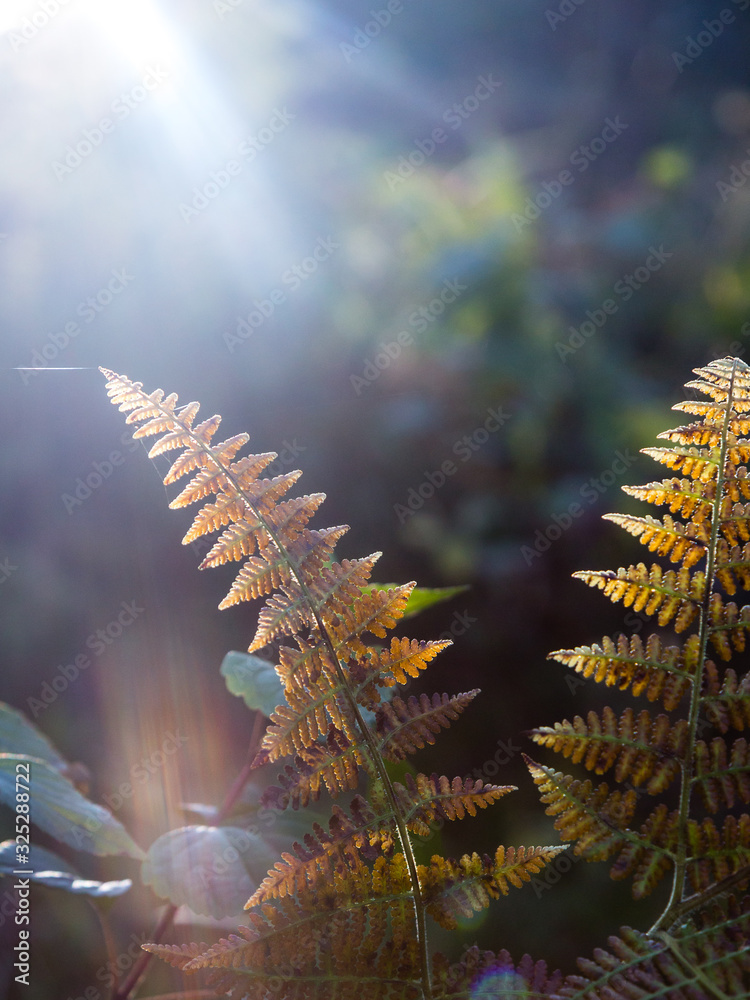 Beautiful patterns on the green fern leaf in a forest Beautiful patterns on the green fern leaf in a forest