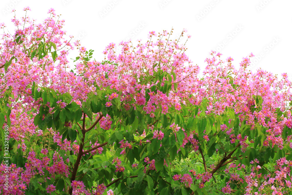 Obraz premium Blooming Lagerstroemia floribunda beautiful pink flower