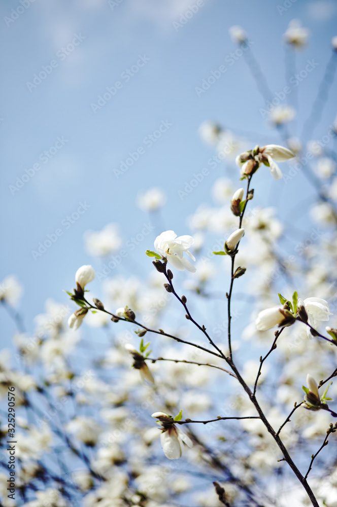 Beautiful white magnolia blossom. Flowering magnolia tulip tree. Fresh spring background on nature outdoors. Soft focus image of blossoming flowers in spring time. Shallow DOF. Selective focus
