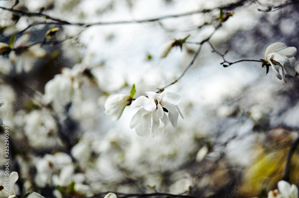 Beautiful white magnolia blossom. Flowering magnolia tulip tree. Fresh spring background on nature outdoors. Soft focus image of blossoming flowers in spring time. Shallow DOF. Selective focus Beautiful white magnolia blossom. Flowering magnolia tulip tree. Fresh spring background on nature outdoors. Soft focus image of blossoming flowers in spring time. Shallow DOF. Selective focus