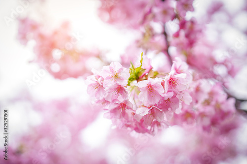 Pink sakura flower bloom in spring season. Vintage sweet cherry blossom soft tone texture background.