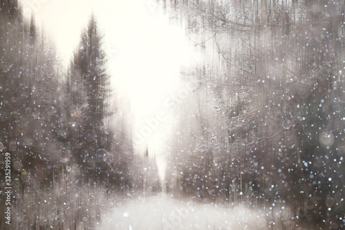 forest snow blurred background / winter landscape snow-covered forest, trees and branches in winter weather