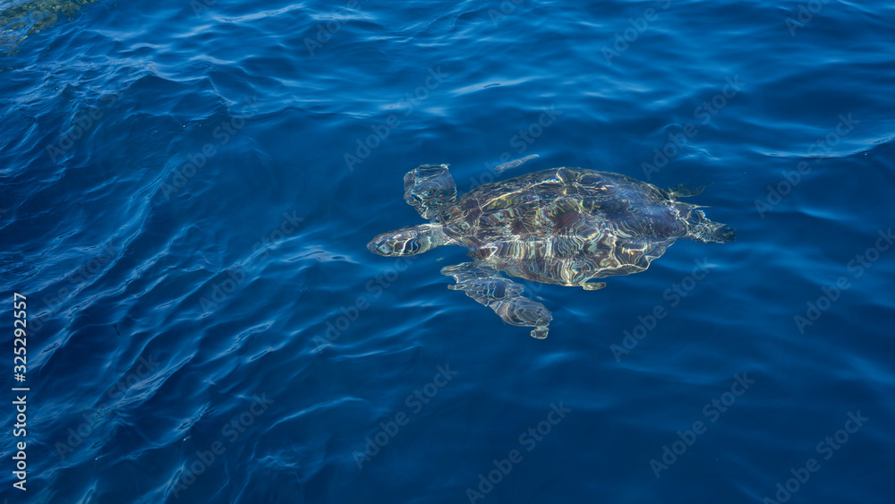 Fototapeta premium A sea turtle swimming up to the surface
