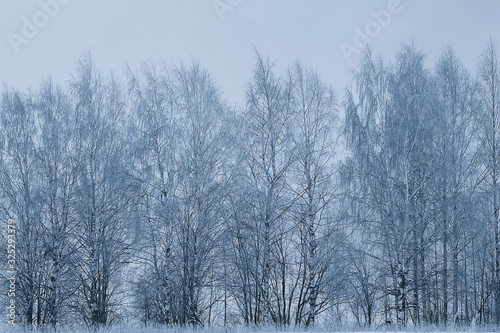 travel to canada winter forest landscape  seasonal view  panorama in the forest covered with snow