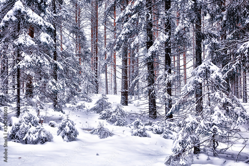 Fototapeta premium winter morning in a pine forest landscape, panoramic view of a bright snowy forest
