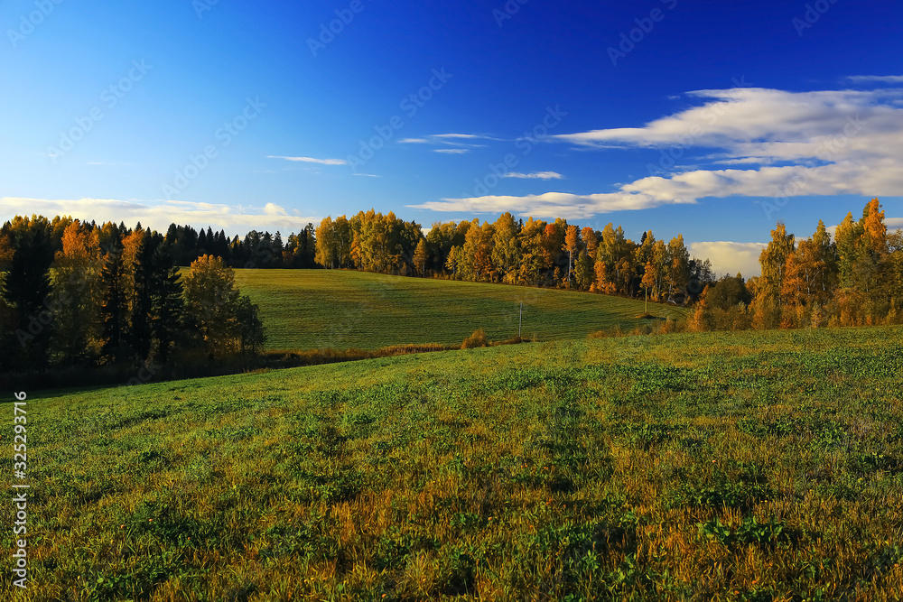 Naklejka premium Autumn forest with multicolored foliage