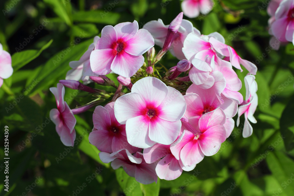 Phlox paniculata. Flowering plants on a summer day in the garden Phlox paniculata. Flowering plants on a summer day in the garden