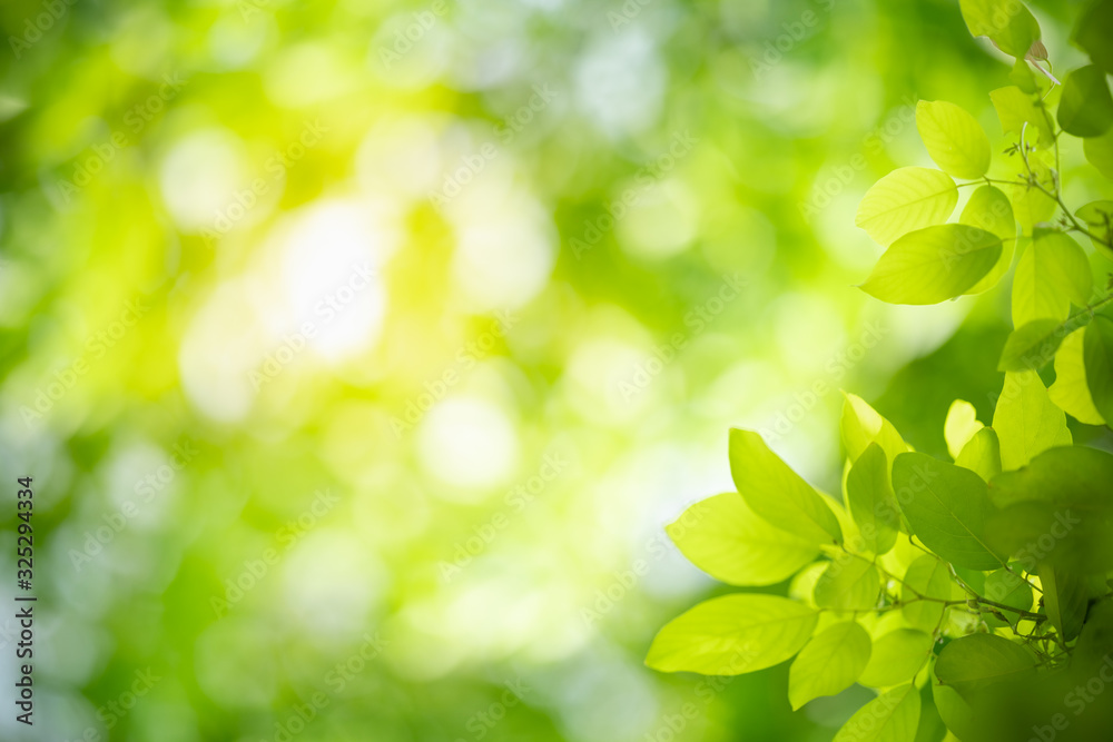 Naklejka premium Nature of green leaf in garden at summer. Natural green leaves plants using as spring background cover page greenery environment ecology wallpaper