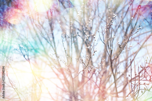 pussy-willow willow   branches bloom  spring concept  Easter holiday  background