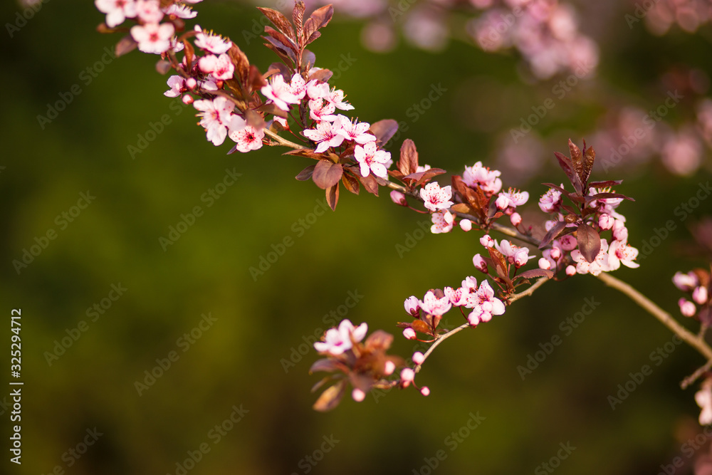Fresh, pink, soft spring cherry tree blossoms on pink bokeh background.
