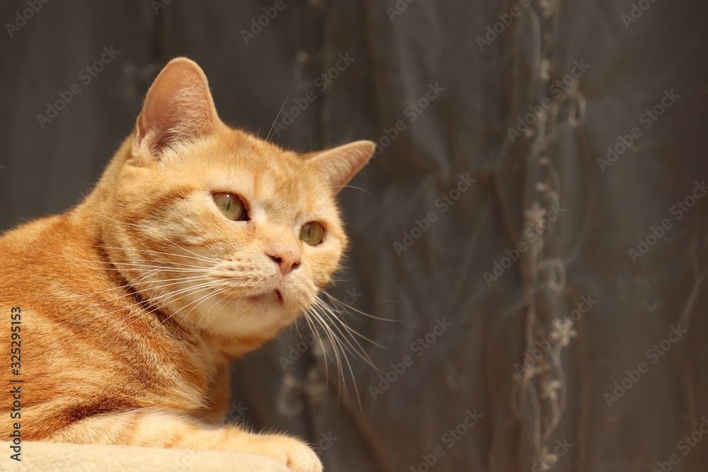 窓辺でくつろぐ猫アメリカンショートヘアー