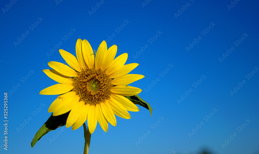 The golden Sunflower fields , yellow sunflower in close up photography , Sunflower field in the plain Larisa of Greece plain The golden Sunflower fields , yellow sunflower in close up photography , Sunflower field in the plain Larisa of Greece plain