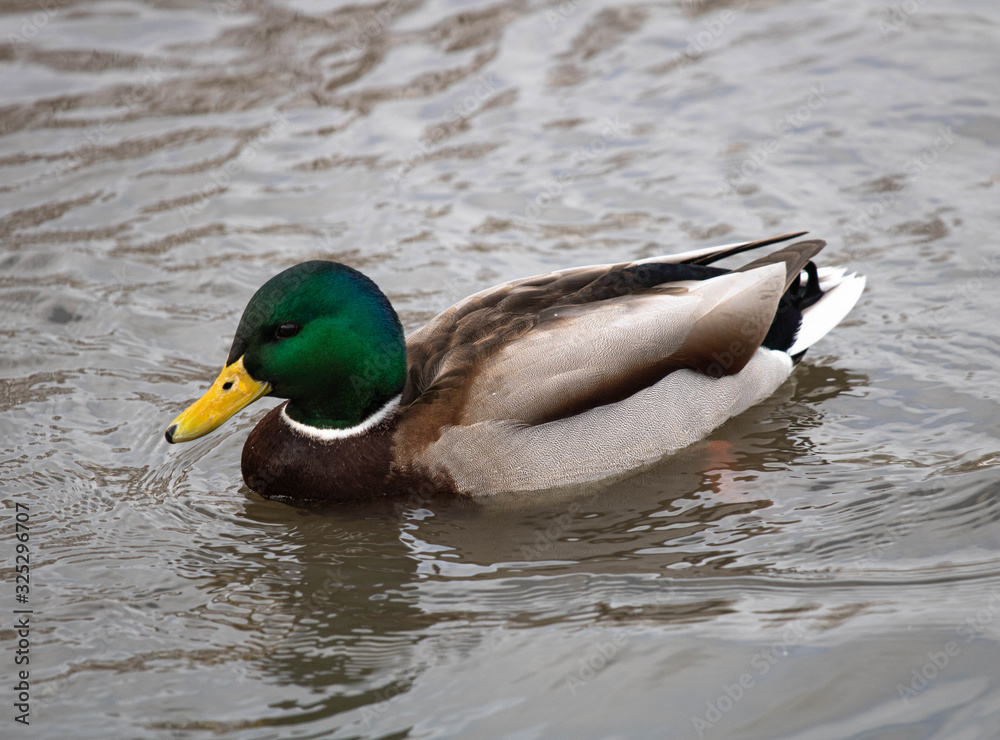 Fototapeta premium Duck drake close-up on the water.