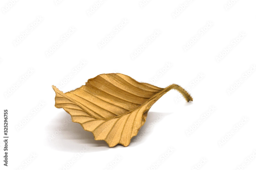 Dry leaf closeup on the white background.