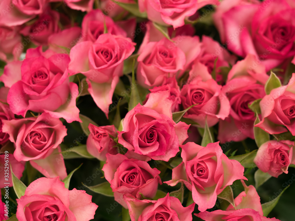 Obraz premium スプレーバラ