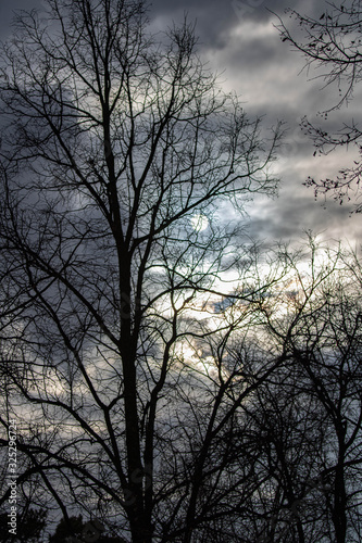 Gloomy tree on a background of cloudy sunset in the park.