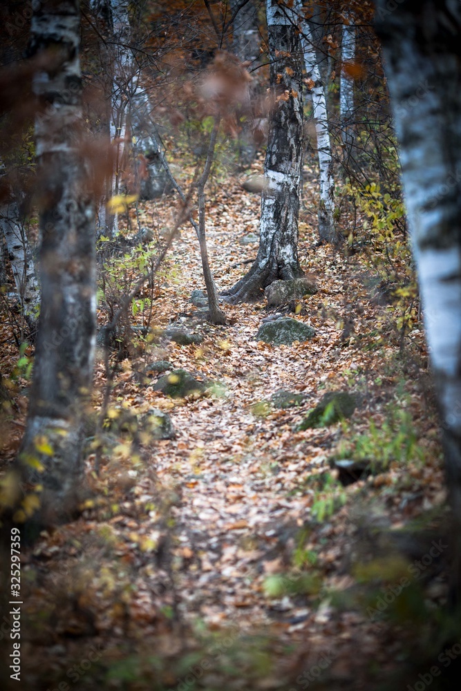 Fototapeta premium landscape