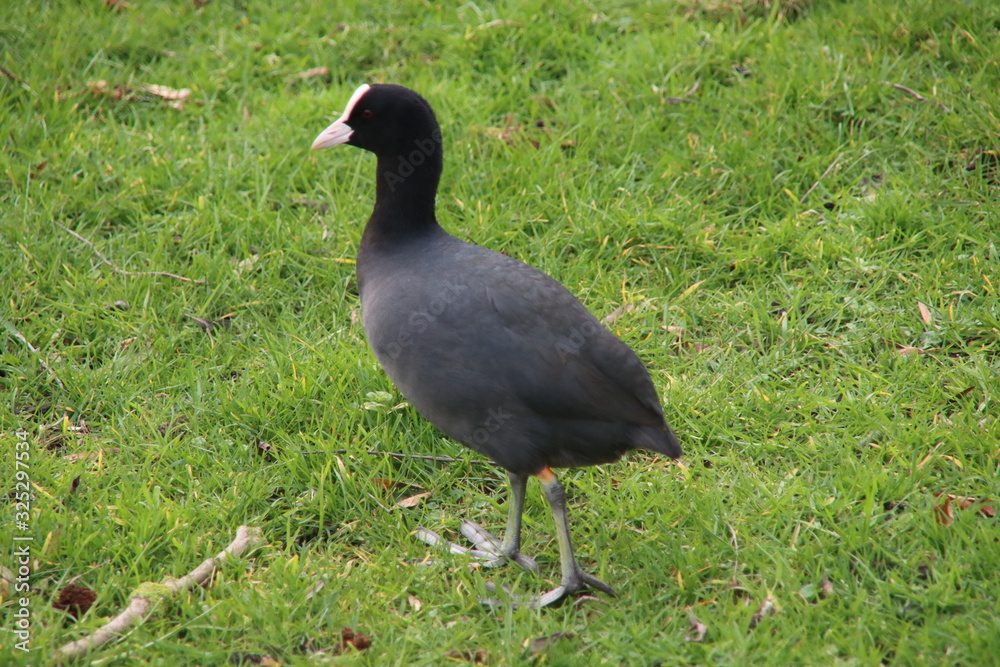 European black coots with huge legs look for food in the grass in Nieuwerkerk aan den Ijssel during the winter European black coots with huge legs look for food in the grass in Nieuwerkerk aan den Ijssel during the winter