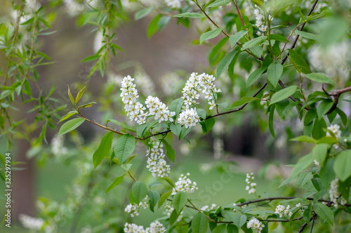 Prunus padus white flowering bird cherry hackberry tree, hagberry mayday tree in bloom, ornamental park flowers on branches photo