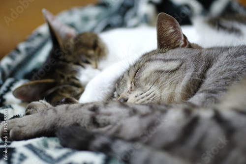 仲良く寝ている、猫たち