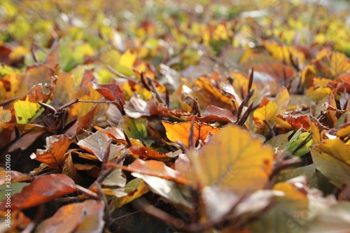 Brown  orange and Yellow leaves in the sunlight on a hedge of Beech in the Netherlands
