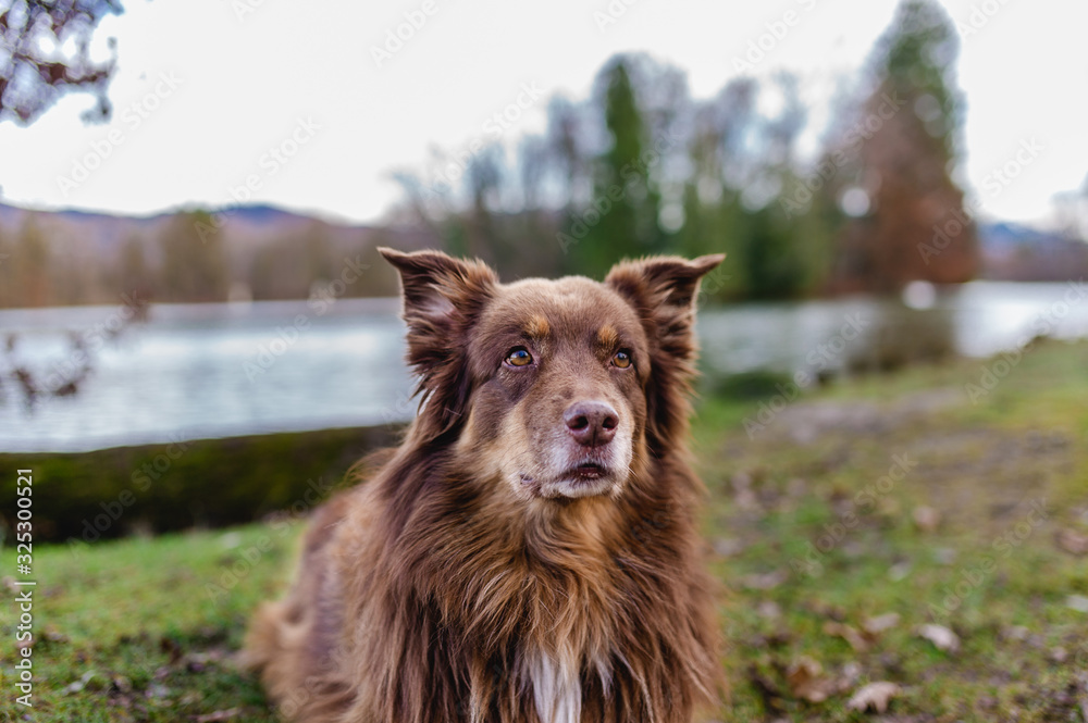 Obraz premium Hund australian shepherd braun