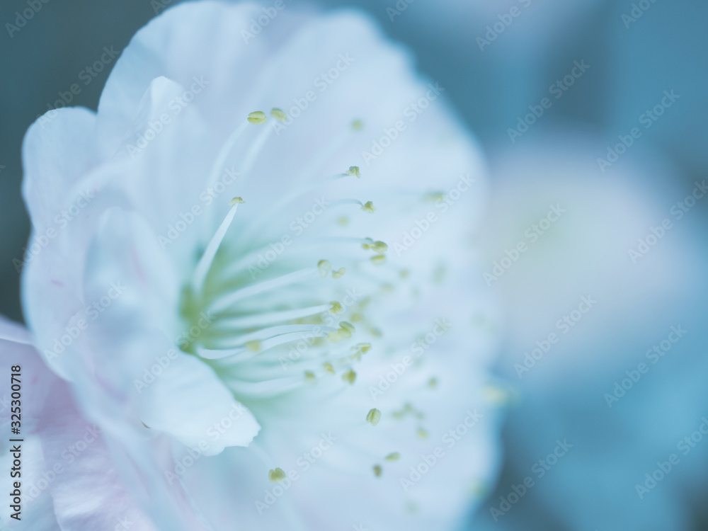梅の花の写真 彩度低め 梅の花の写真 彩度低め