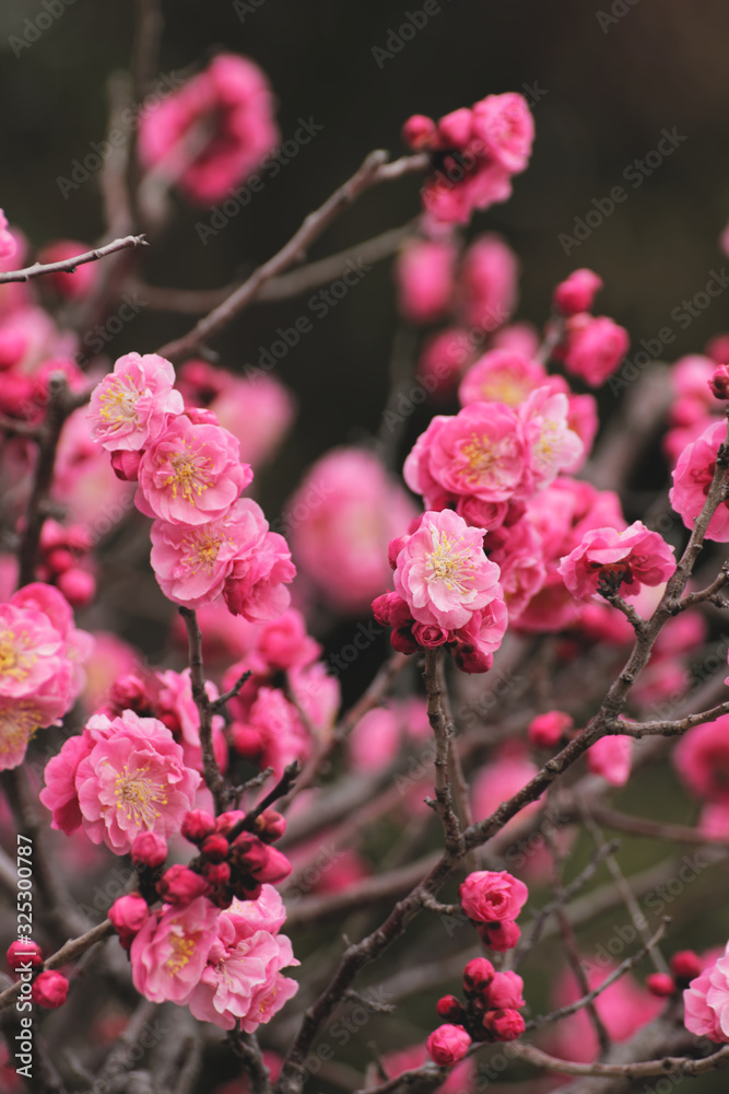 pink plum(ume) blossoms in spring pink plum(ume) blossoms in spring