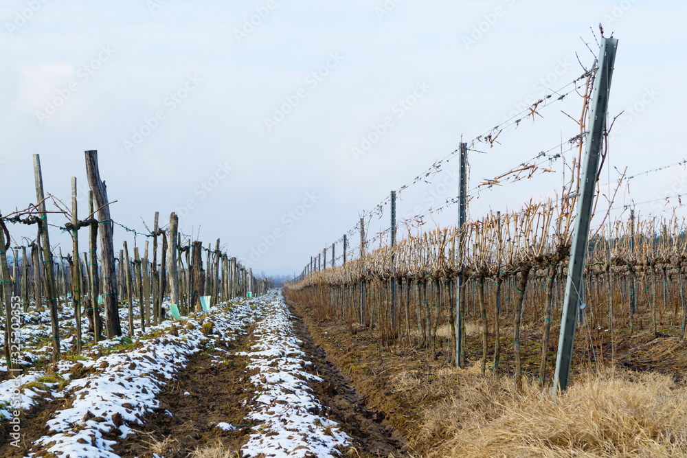 late winter vineyard landscape late winter vineyard landscape