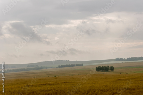 Yellow field with mountains far away and dark blue and grey sky. Cultivated area. Agriculture. Early morning 