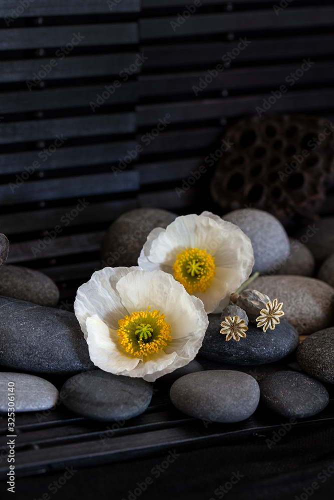 Flower Still Life With Pebble Across Black Flower Still Life With Pebble Across Black