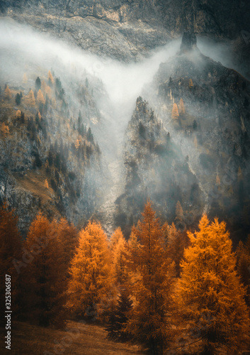 fog in the forest