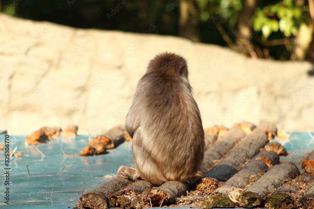 Obraz premium ニホンザル