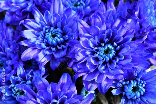 Top view of a bouquet of blue and purple chrysanthemums. Deep blue background