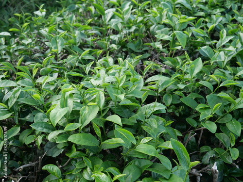 Tea Plantation in Rural Area