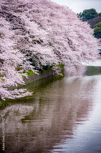 Photography Cherry Blossoms in tokyo