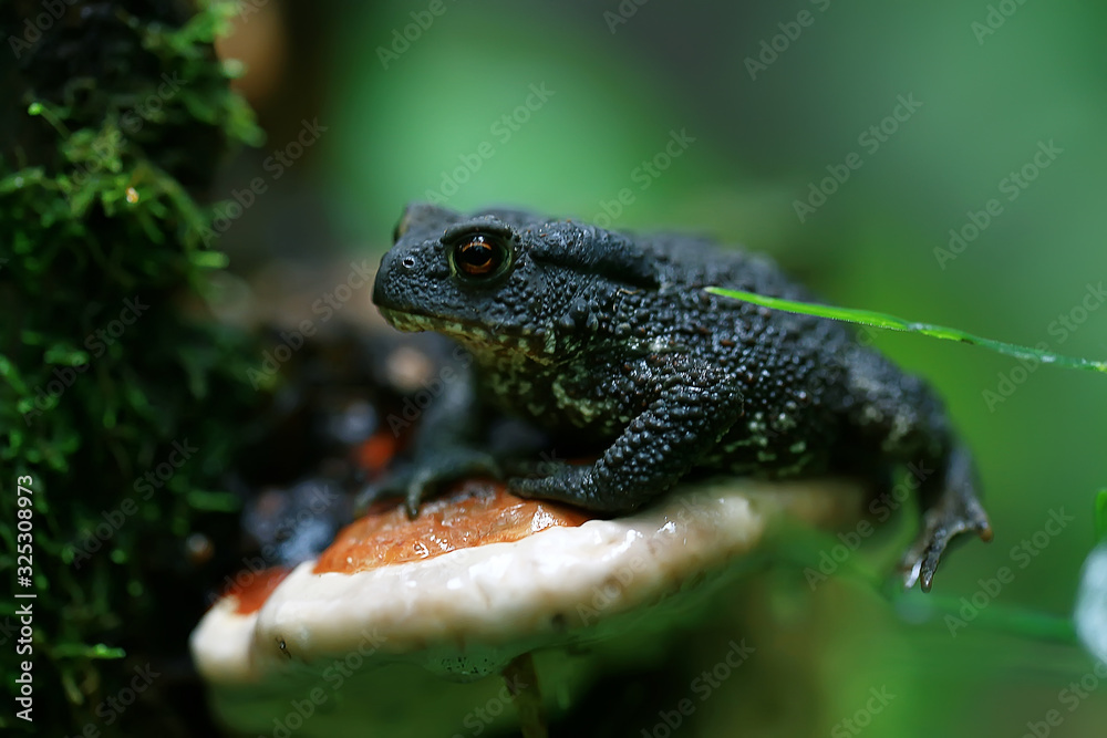 toad in the forest macro / amphibian, reptile in the forest, wildlife animal frog in the forest toad in the forest macro / amphibian, reptile in the forest, wildlife animal frog in the forest