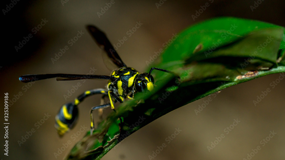 Borneo yellow stripped hornet on the green leaves. 